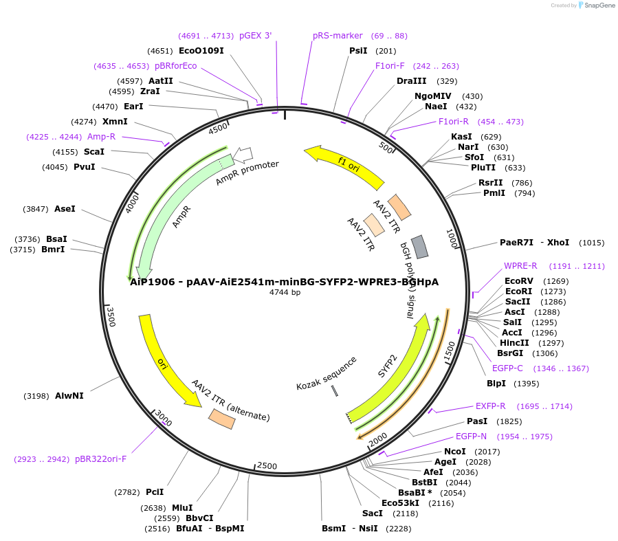 230734-plasmid-map-sequence-id-466325