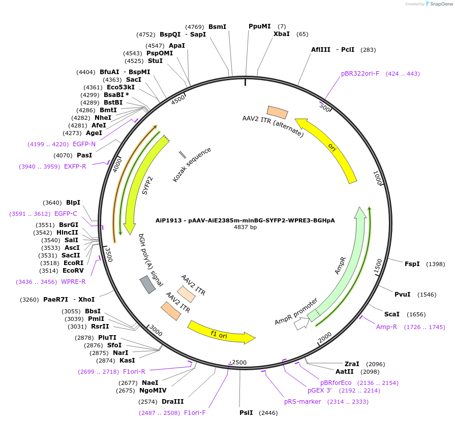 230737-plasmid-map-sequence-id-466328