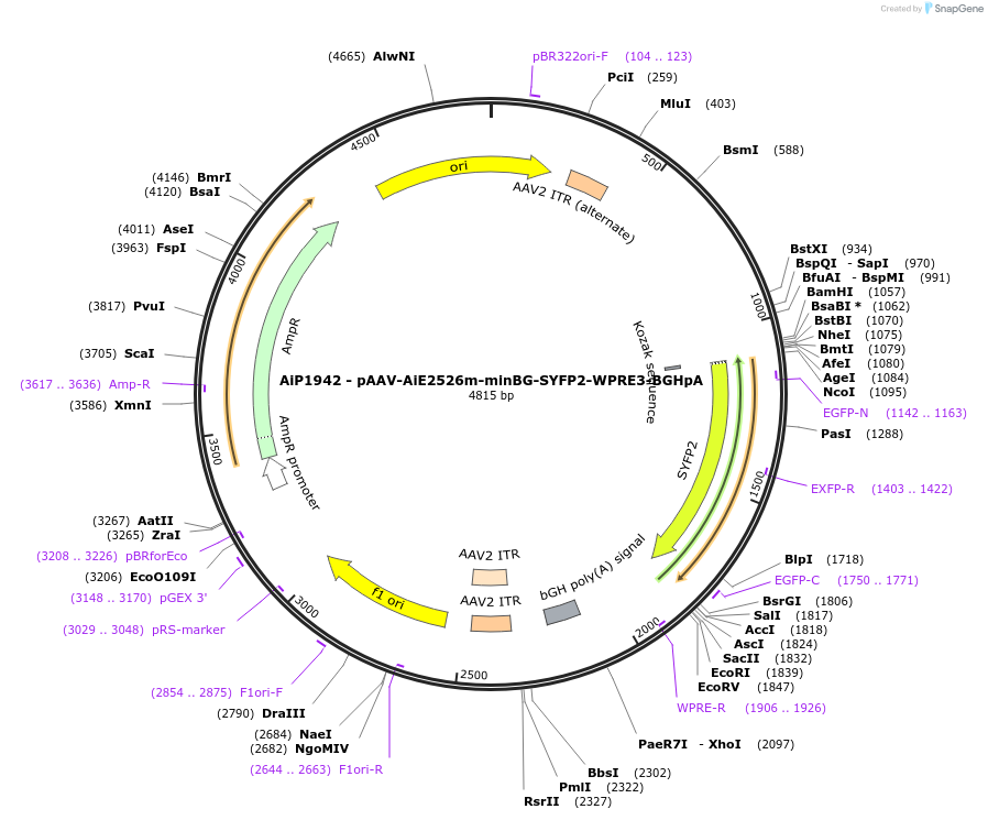 230741-plasmid-map-sequence-id-466332
