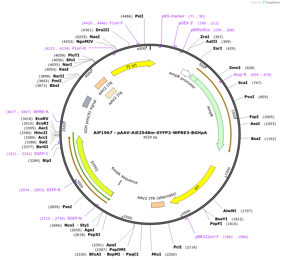 230746-plasmid-map-sequence-id-466333