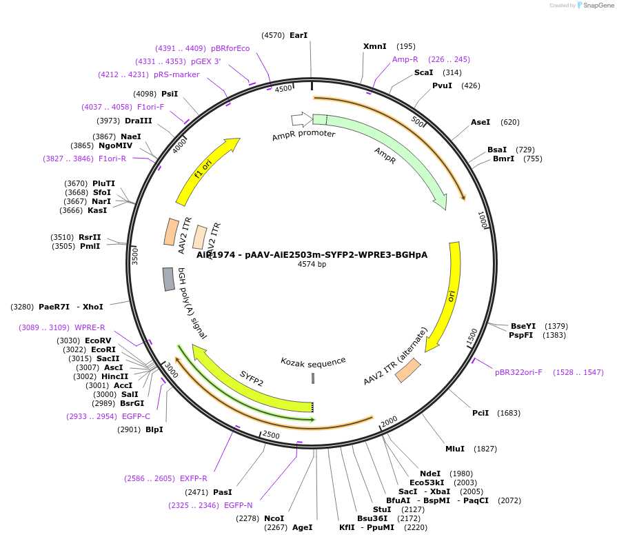 230748-plasmid-map-sequence-id-466334