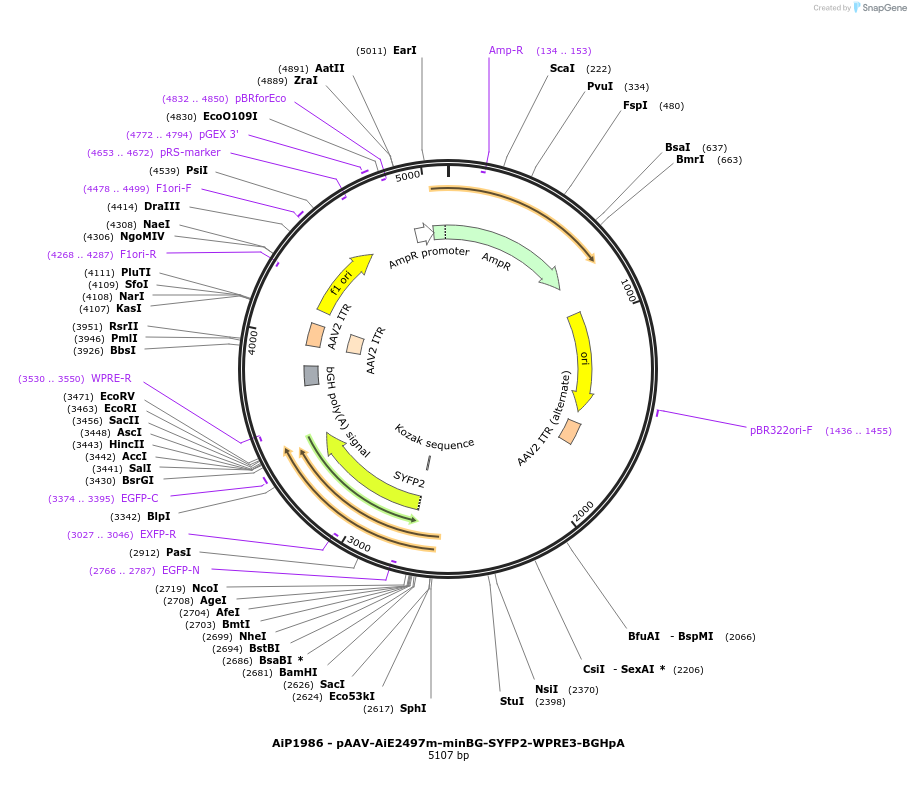 230750-plasmid-map-sequence-id-466335