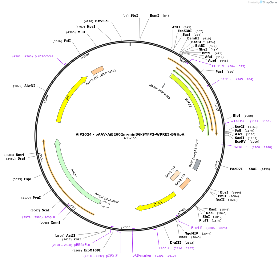 230752-plasmid-map-sequence-id-466336