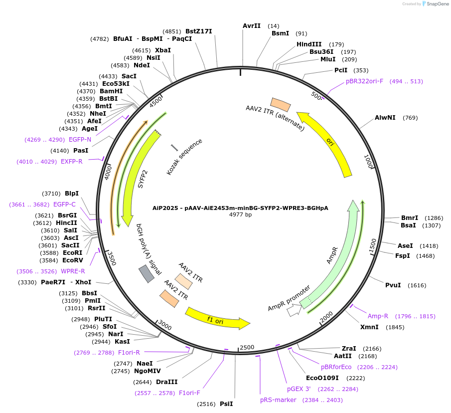 230753-plasmid-map-sequence-id-466337