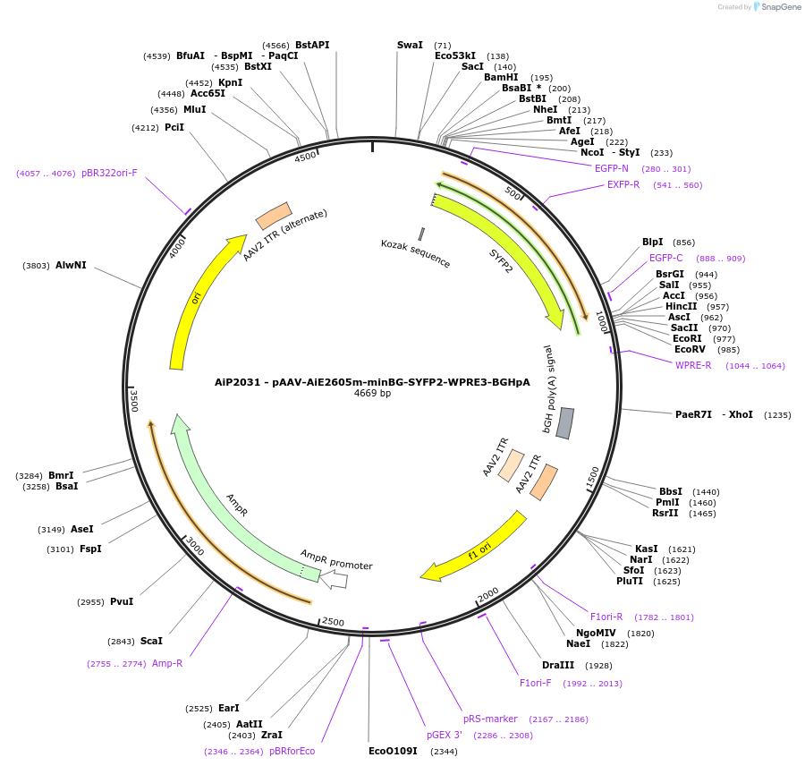 230755-plasmid-map-sequence-id-466338