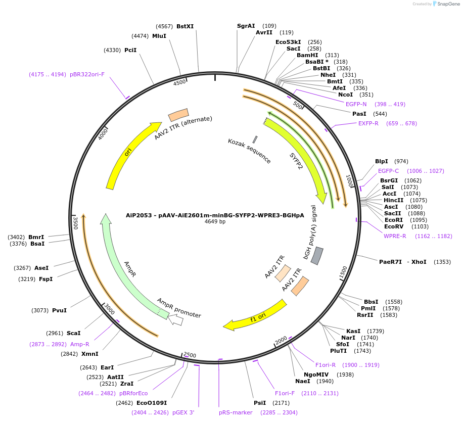 230763-plasmid-map-sequence-id-466343