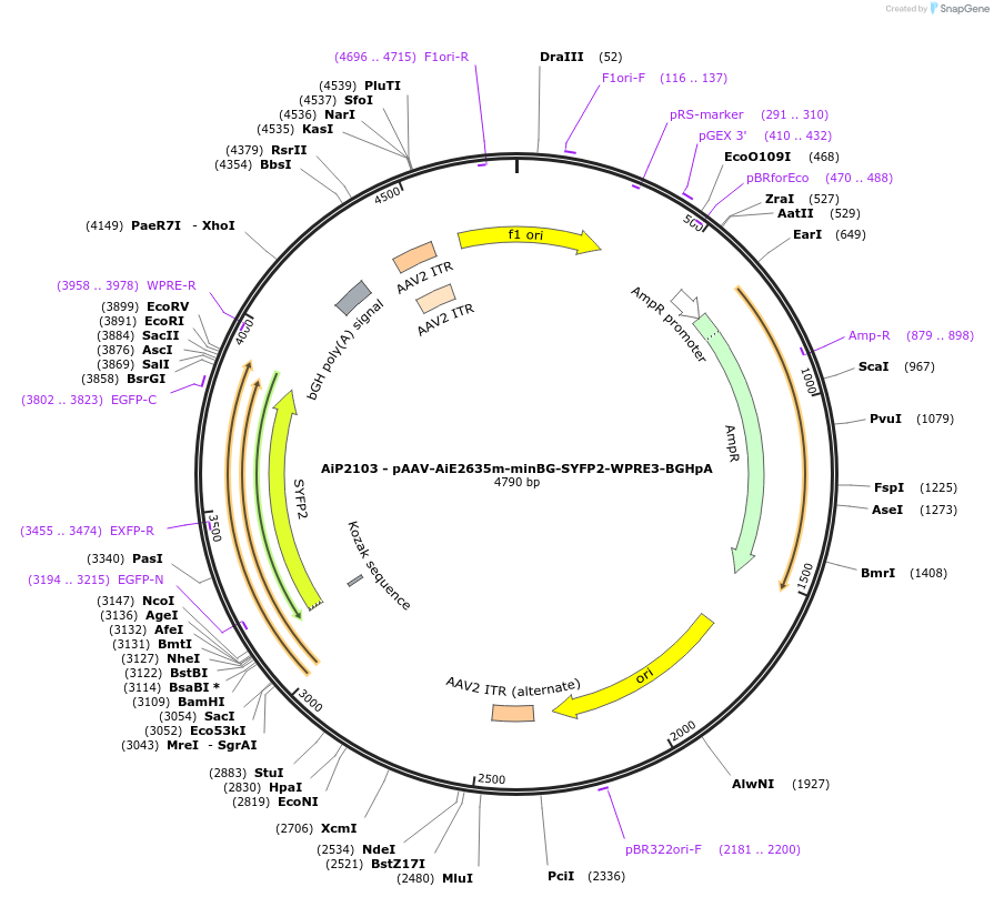 230764-plasmid-map-sequence-id-466344