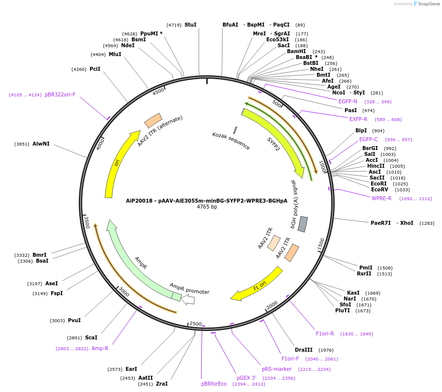 230768-plasmid-map-sequence-id-466348