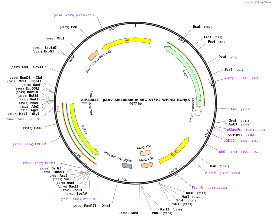 230773-plasmid-map-sequence-id-466353