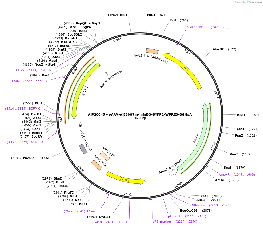230777-plasmid-map-sequence-id-466356