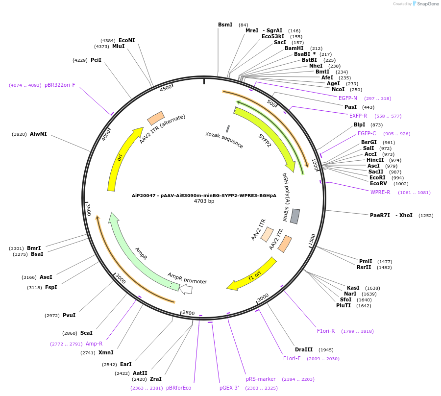 230779-plasmid-map-sequence-id-466358