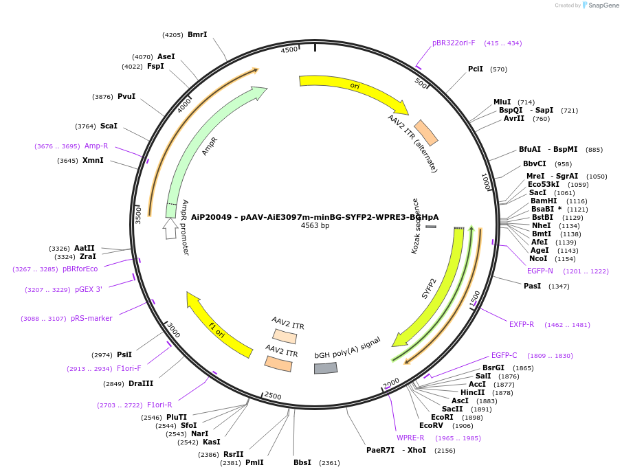 230781-plasmid-map-sequence-id-466360