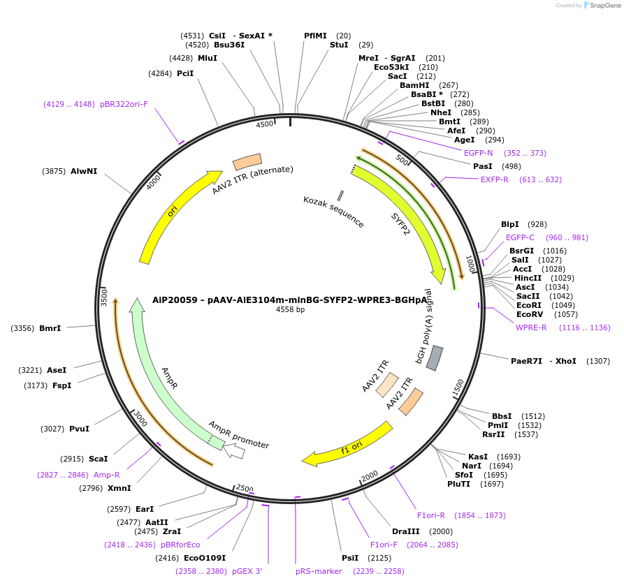 230789-plasmid-map-sequence-id-466366