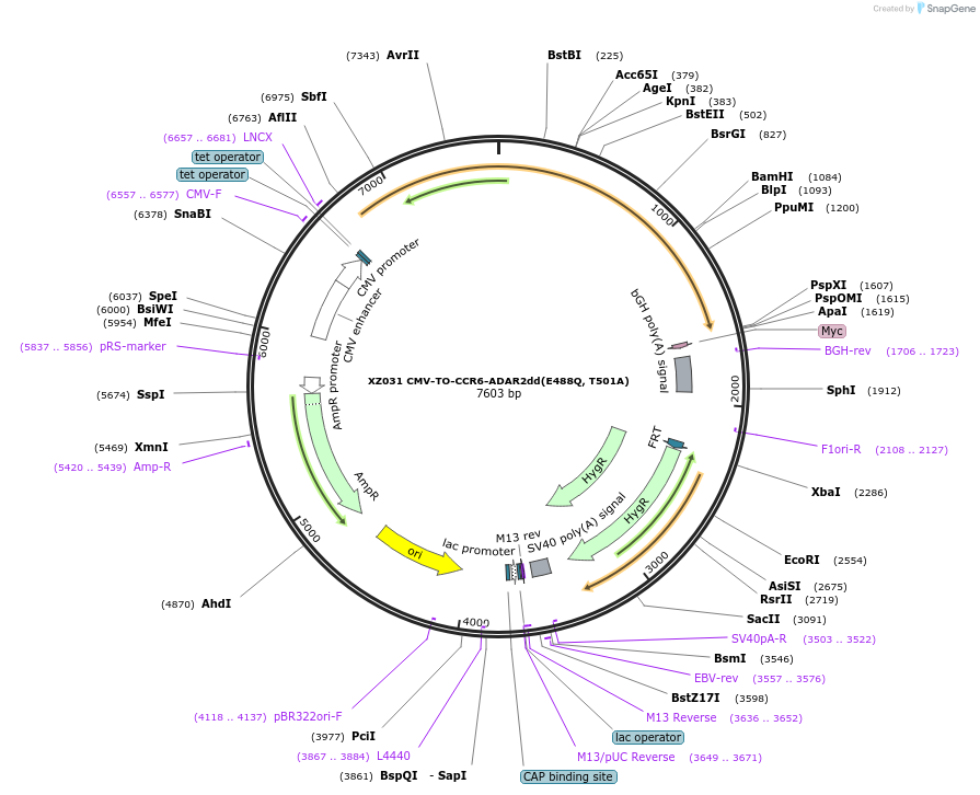 233393-plasmid-map-sequence-id-466405