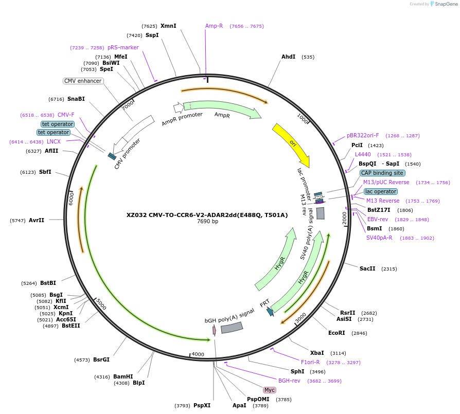 233394-plasmid-map-sequence-id-466406