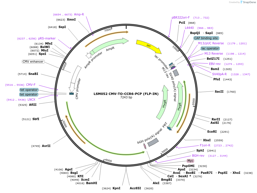 233406-plasmid-map-sequence-id-466407