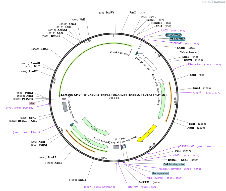 233397-plasmid-map-sequence-id-466409