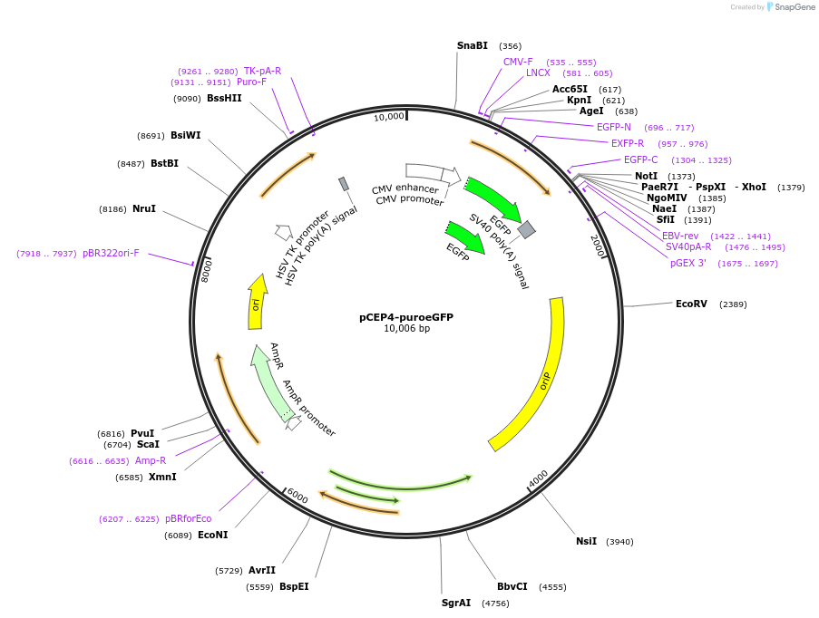 177922-plasmid-map-sequence-id-466416