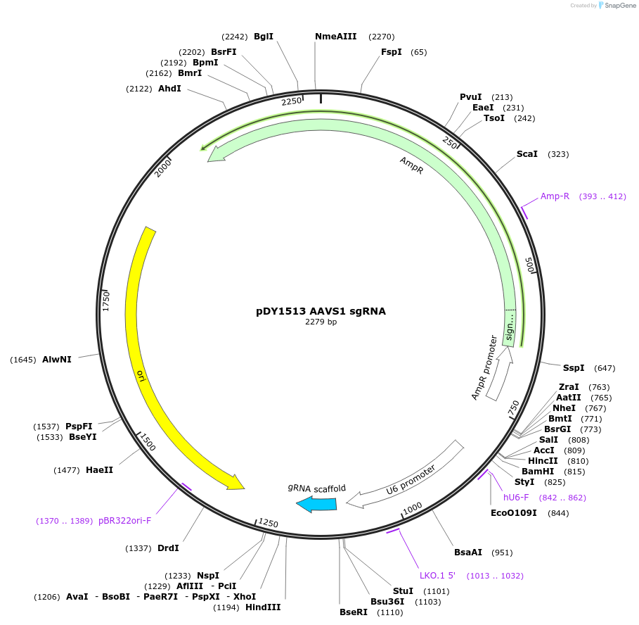 234832-plasmid-map-sequence-id-466439