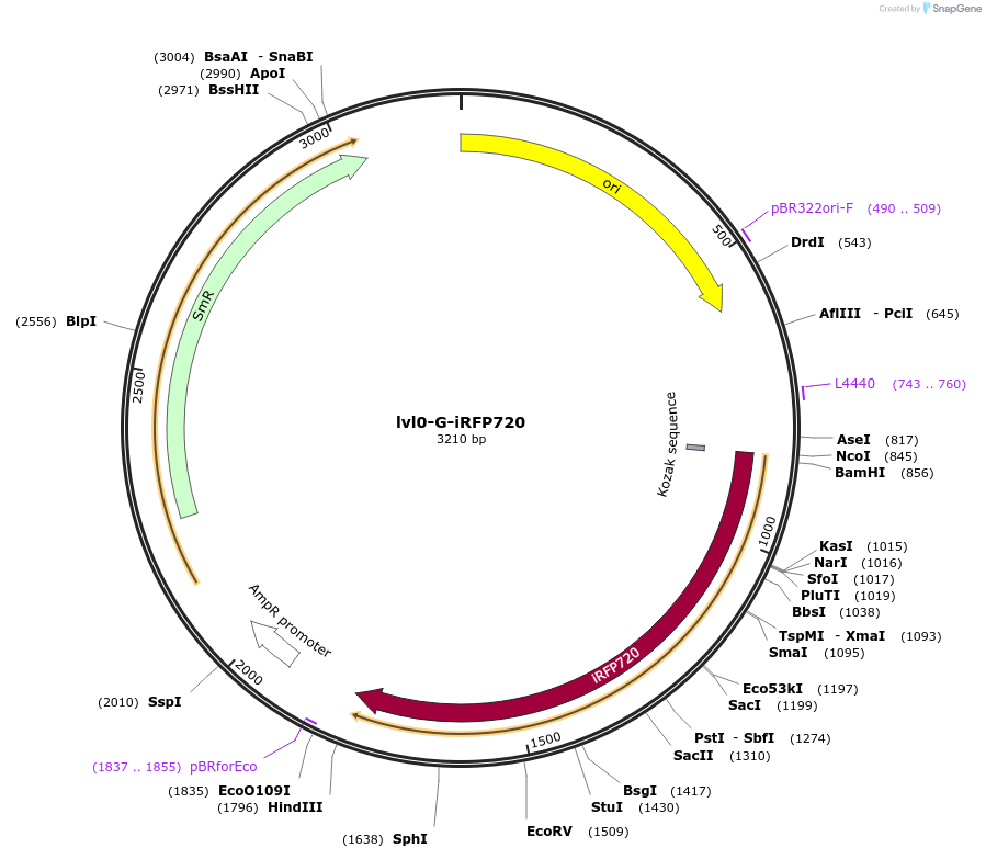 229177-plasmid-map-sequence-id-466455