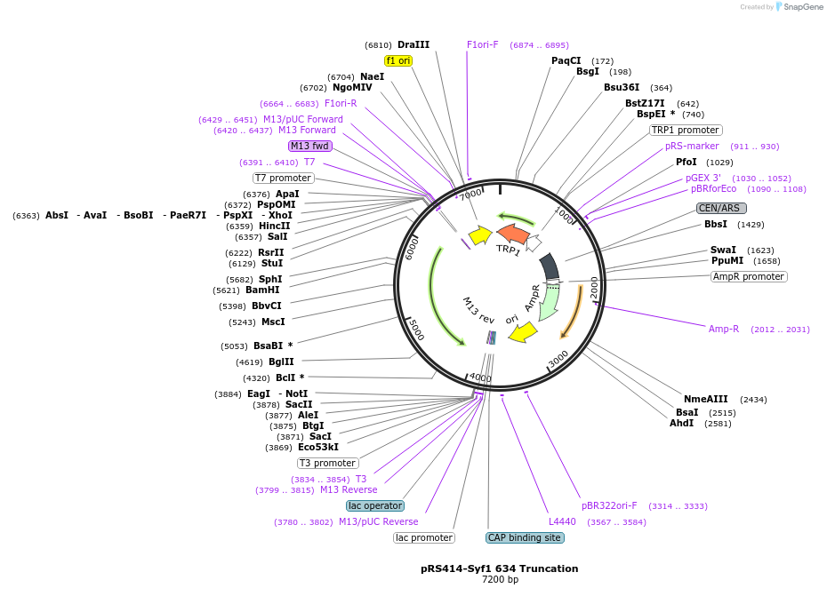 234116-plasmid-map-sequence-id-466457