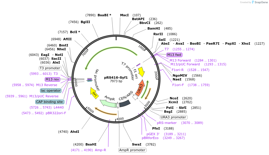 234113-plasmid-map-sequence-id-466460