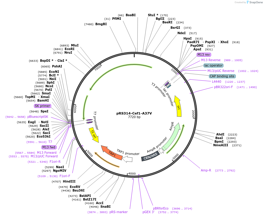 234119-plasmid-map-sequence-id-466463