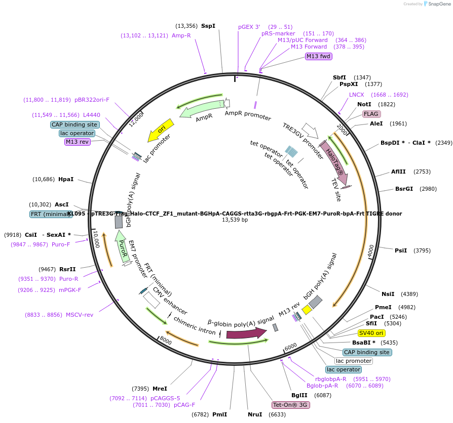 232931-plasmid-map-sequence-id-466490