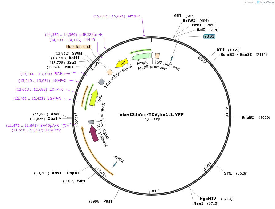 218855-plasmid-map-sequence-id-466491