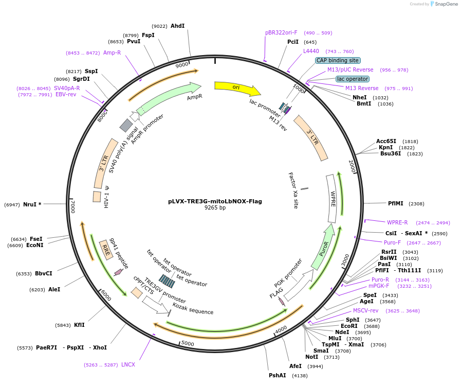 234981-plasmid-map-sequence-id-466503