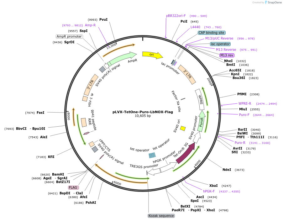234984-plasmid-map-sequence-id-466504