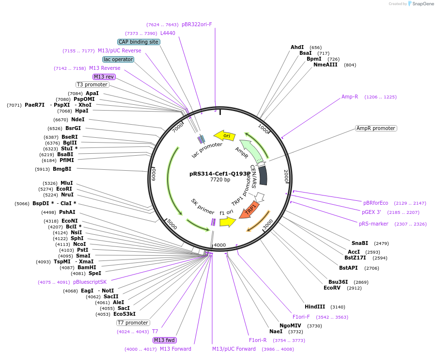 234117-plasmid-map-sequence-id-466508