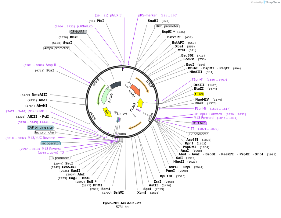 234137-plasmid-map-sequence-id-466511