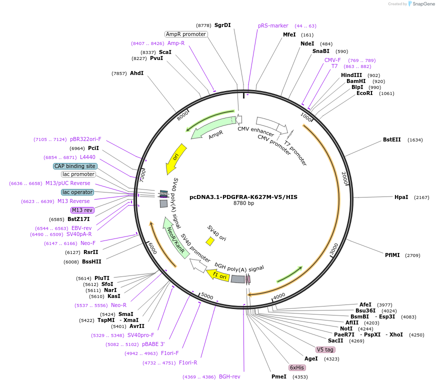 234755-plasmid-map-sequence-id-466512