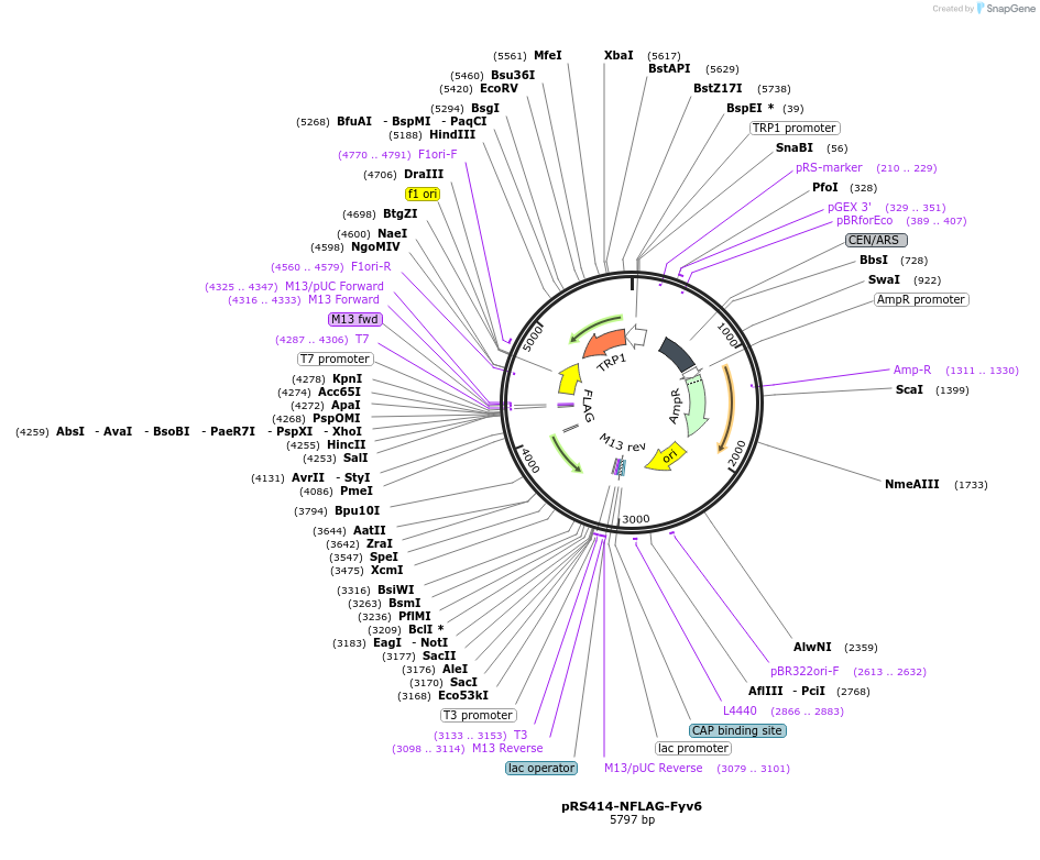 234139-plasmid-map-sequence-id-466518