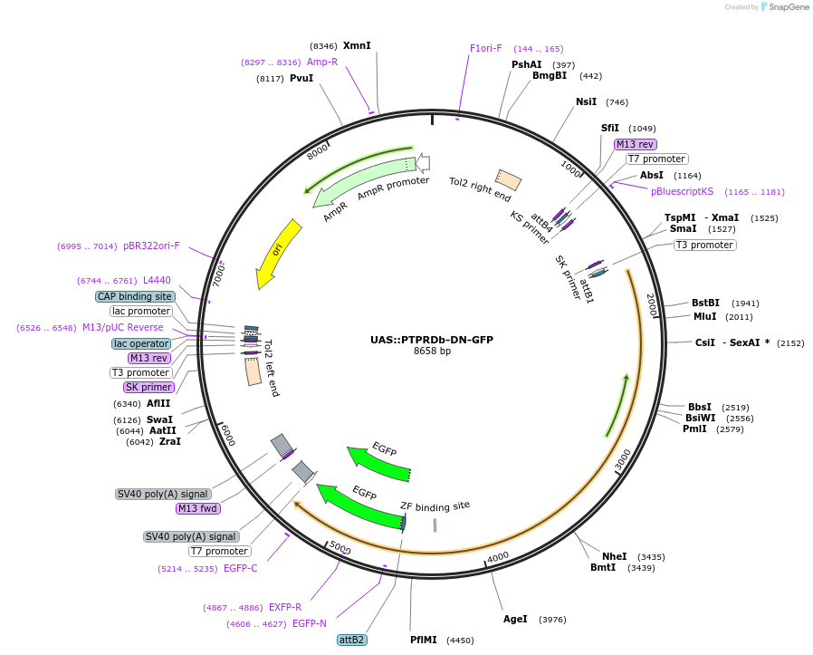 37112-plasmid-map-sequence-id-46652