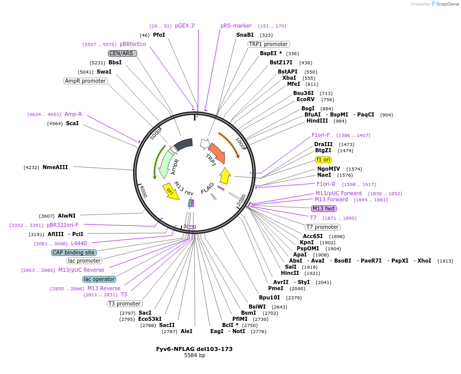 234134-plasmid-map-sequence-id-466524