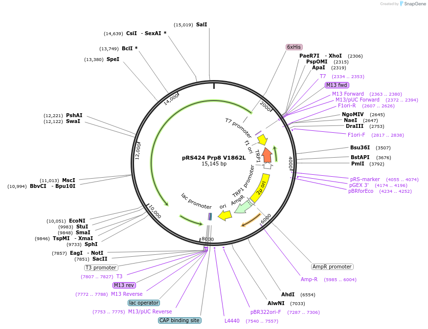 234123-plasmid-map-sequence-id-466526