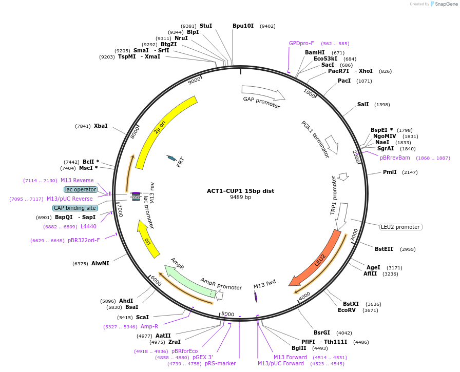 234128-plasmid-map-sequence-id-466529