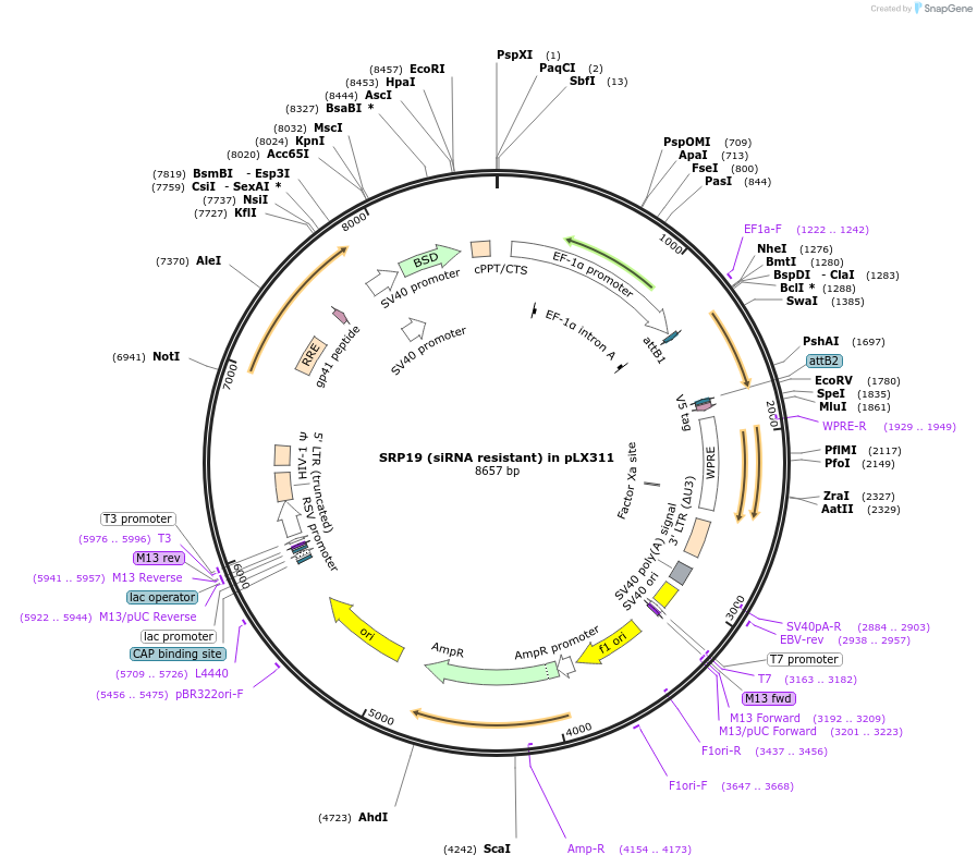 233291-plasmid-map-sequence-id-466532