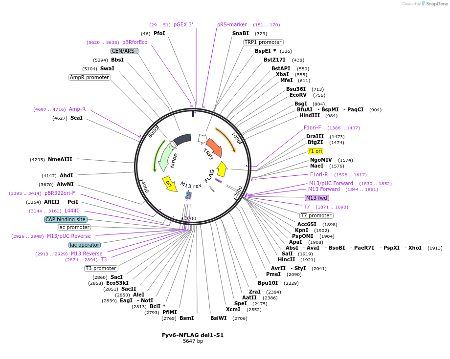 234136-plasmid-map-sequence-id-466538