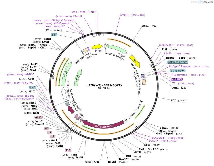 232297-plasmid-map-sequence-id-466567