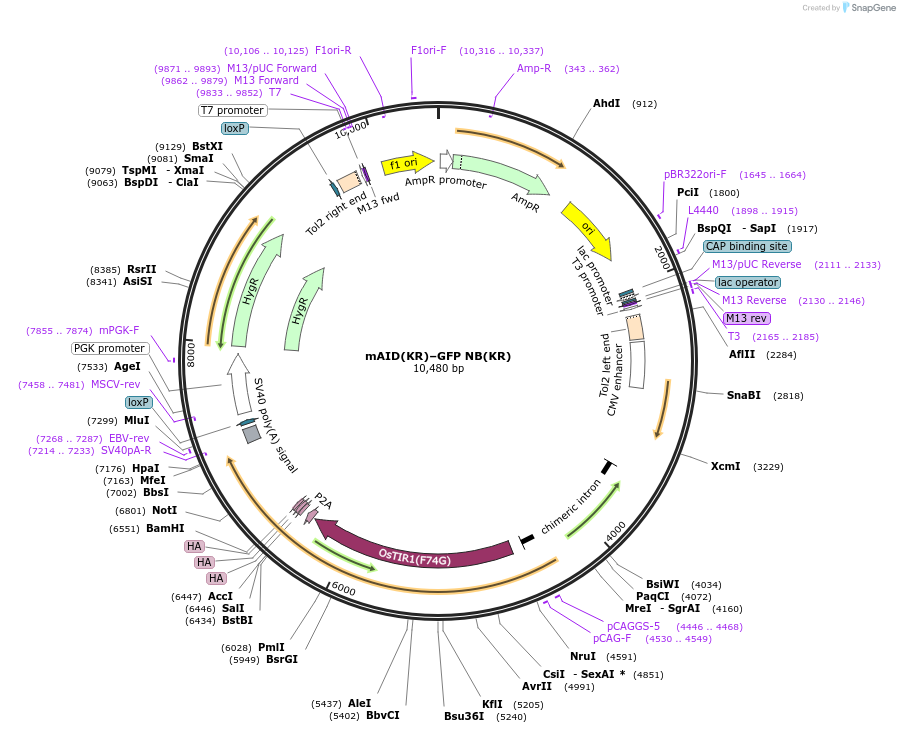 232298-plasmid-map-sequence-id-466568