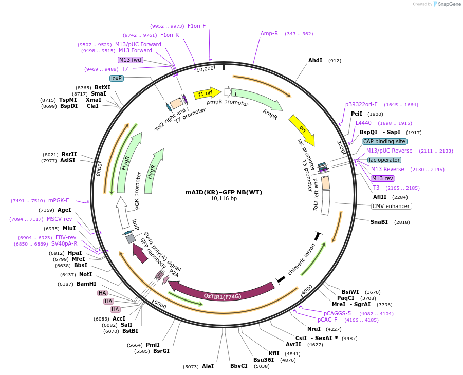232299-plasmid-map-sequence-id-466569