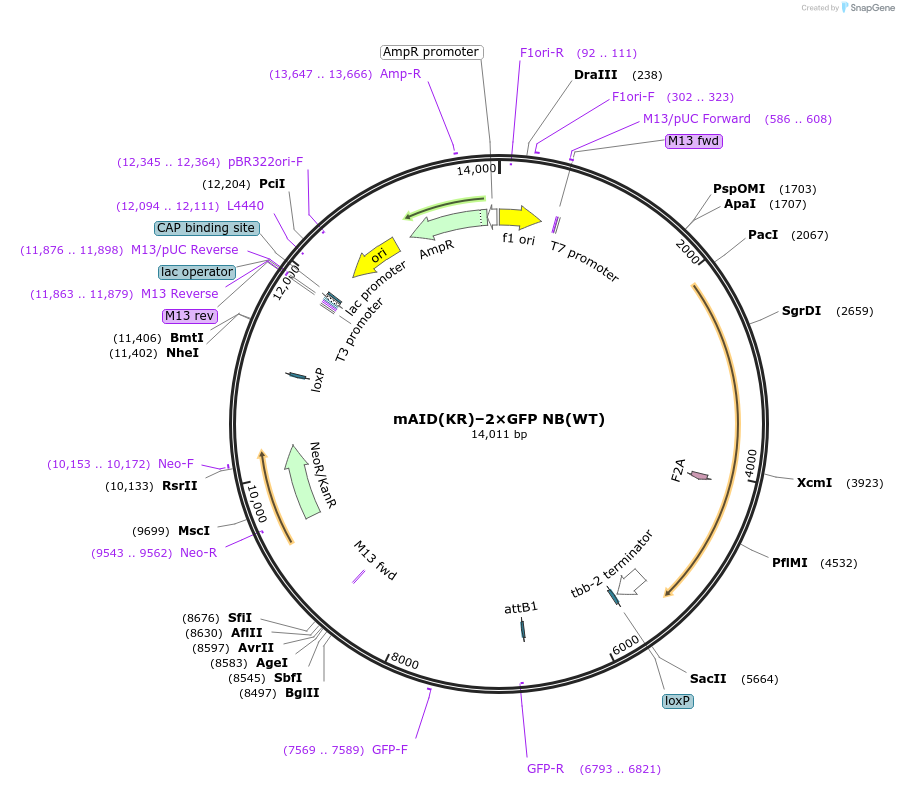 232304-plasmid-map-sequence-id-466574