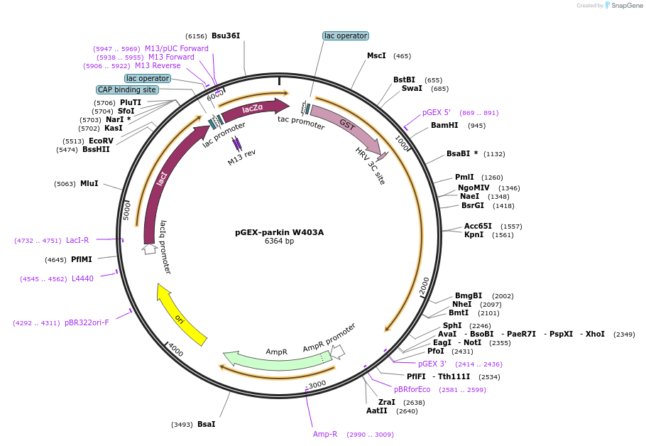 227357-plasmid-map-sequence-id-466577