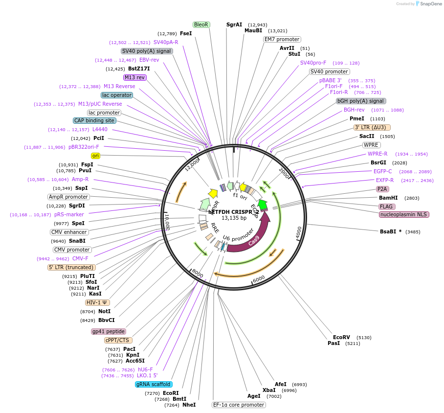 232310-plasmid-map-sequence-id-466601
