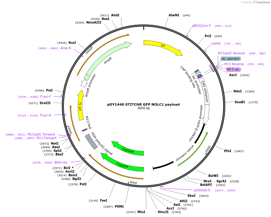 234829-plasmid-map-sequence-id-466615