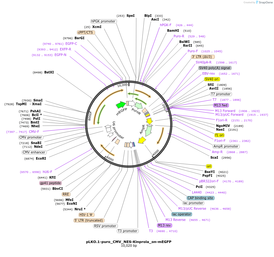 233370-plasmid-map-sequence-id-466616