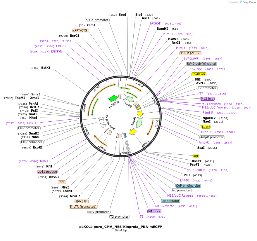 233369-plasmid-map-sequence-id-466617